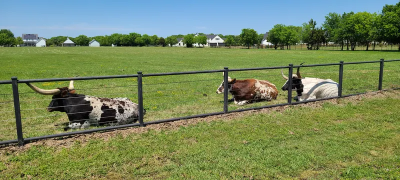 Longhorn cattle resting in a Fairview pasture