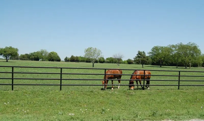 Horses grazing behind a pipe fence in Fairview